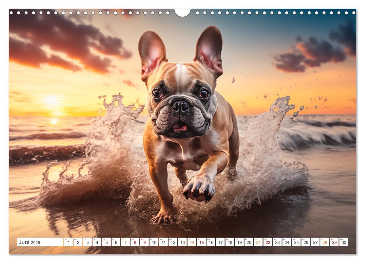 Bild: 9783383908293 | Französische Bulldoggen (Wandkalender 2025 DIN A3 quer), CALVENDO...