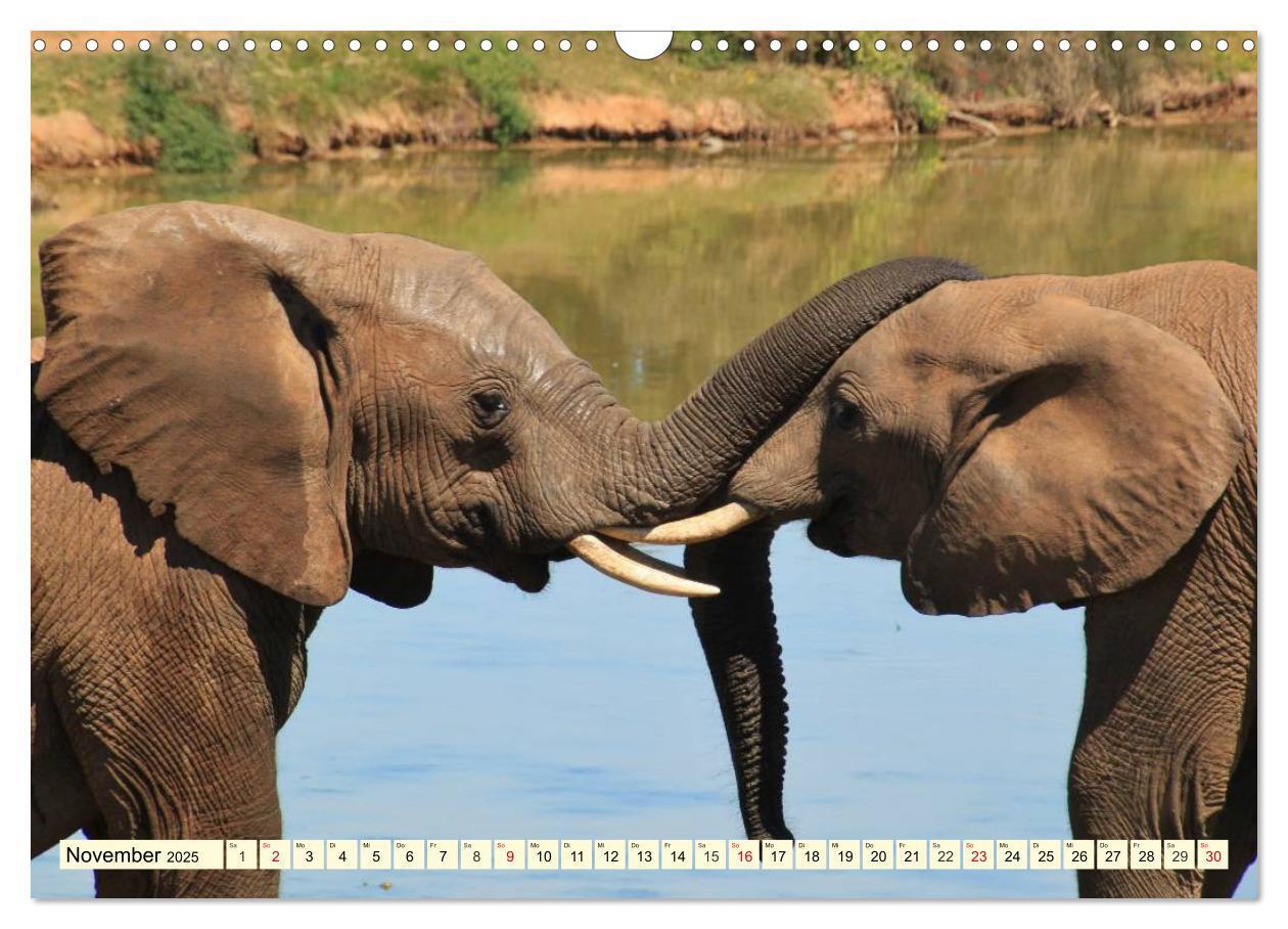 Bild: 9783435491766 | Wildes Leben in Botswana (Wandkalender 2025 DIN A3 quer), CALVENDO...