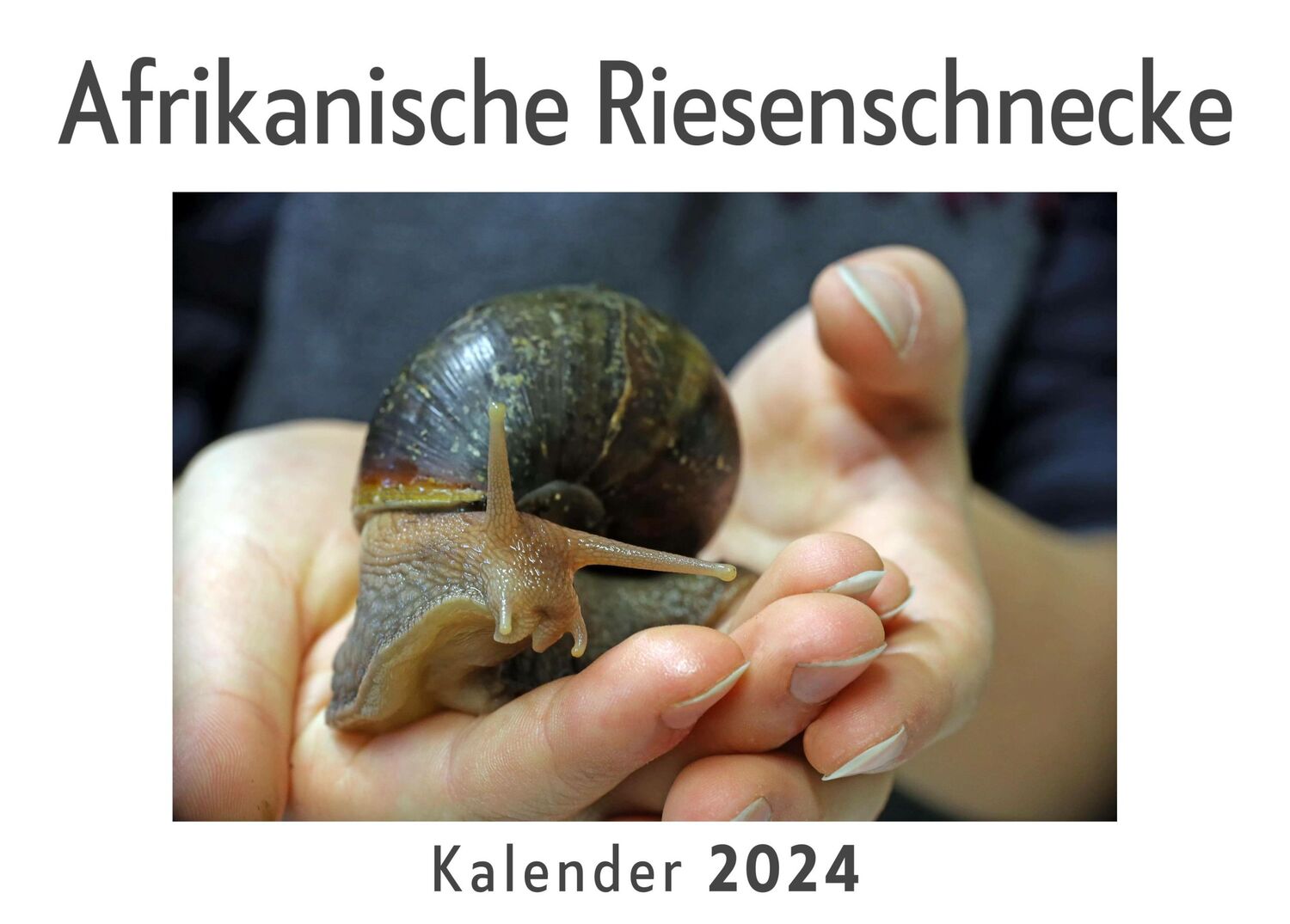 Cover: 9783750553088 | Afrikanische Riesenschnecke (Wandkalender 2024, Kalender DIN A4...