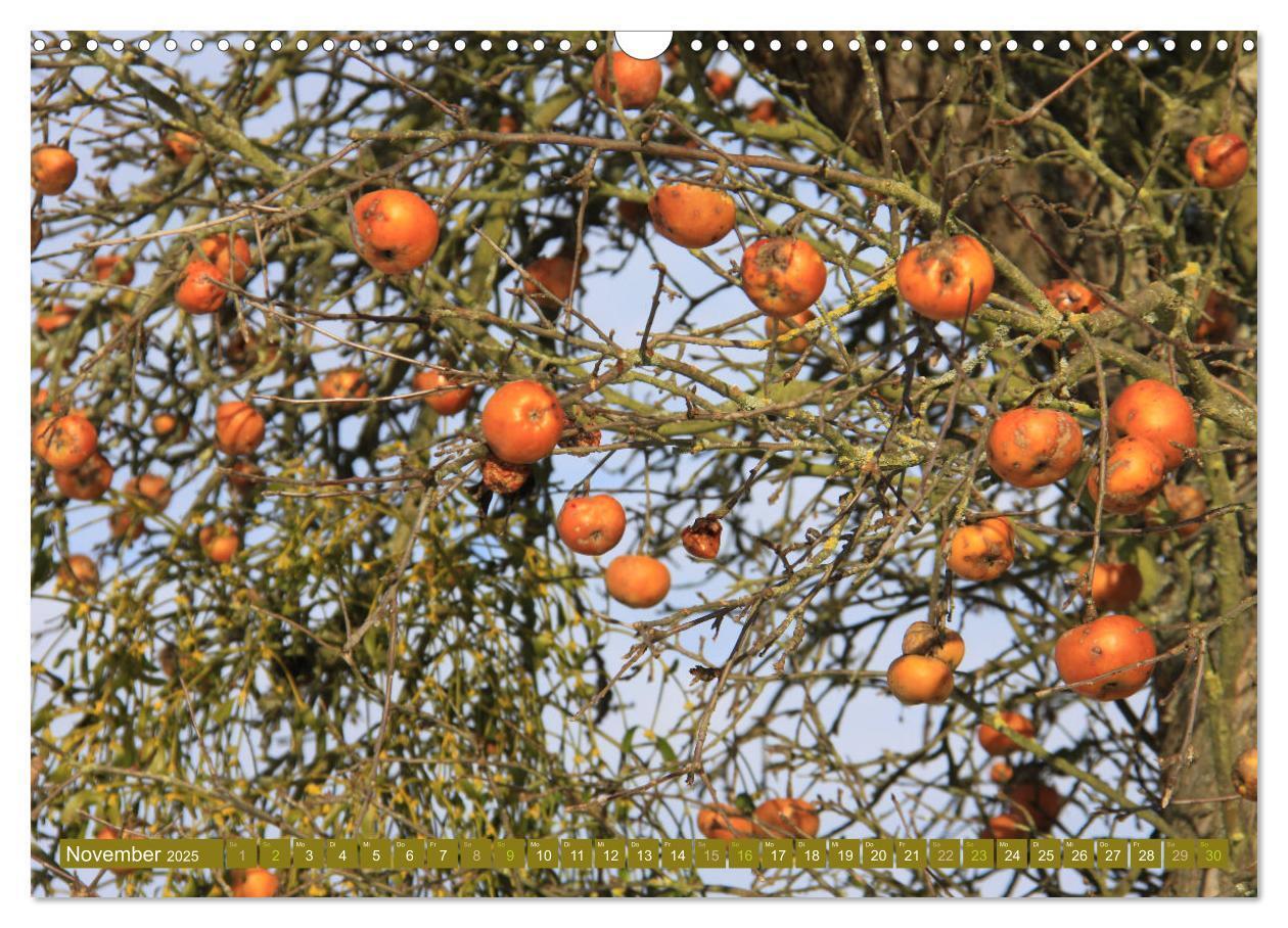 Bild: 9783435062485 | Apfelbaum und Streuobstwiesen (Wandkalender 2025 DIN A3 quer),...