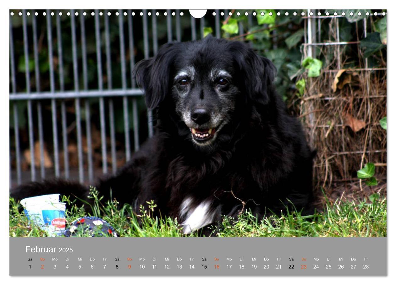 Bild: 9783435643622 | Graue Schnuten - Hunde in den besten Jahren (Wandkalender 2025 DIN...