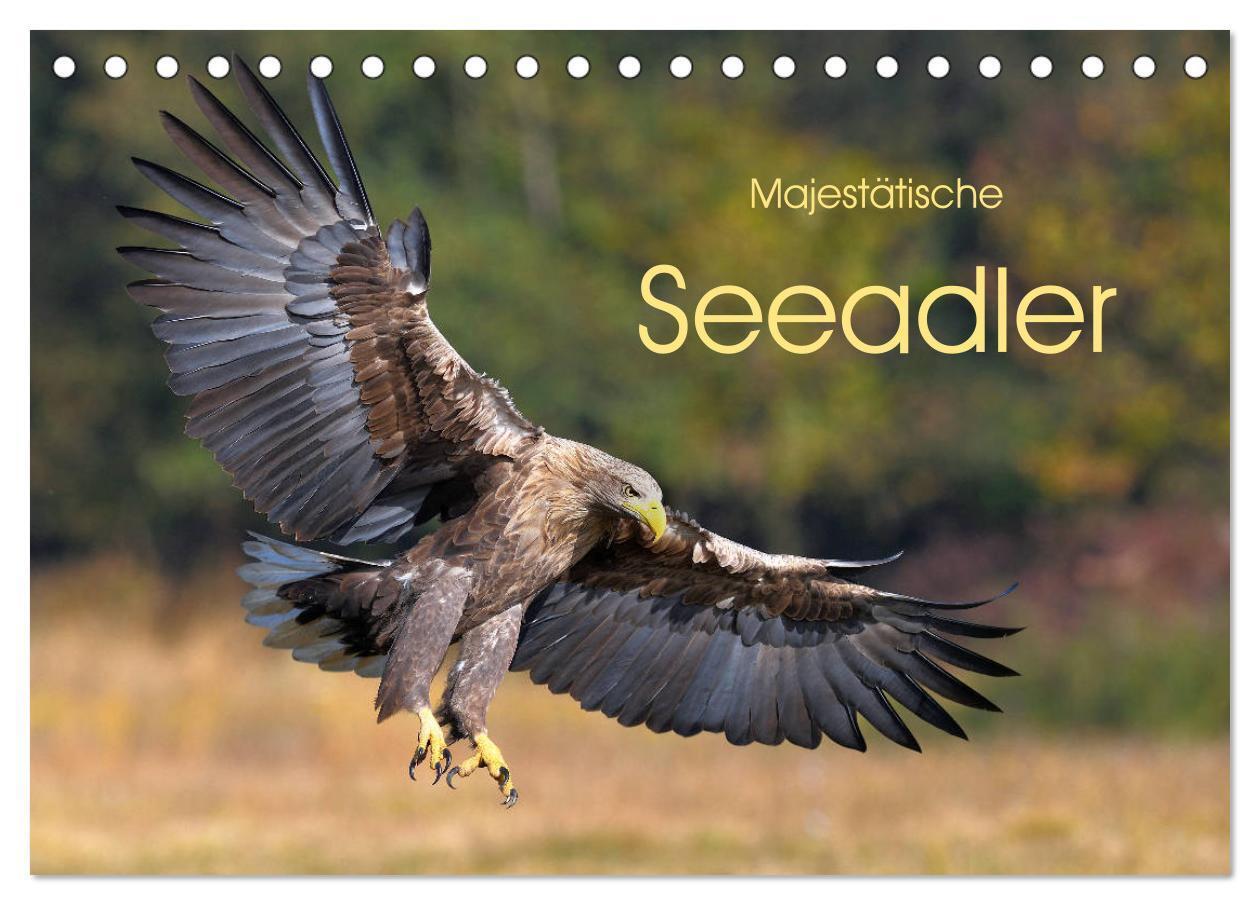 Cover: 9783435229680 | Majestätische Seeadler (Tischkalender 2025 DIN A5 quer), CALVENDO...