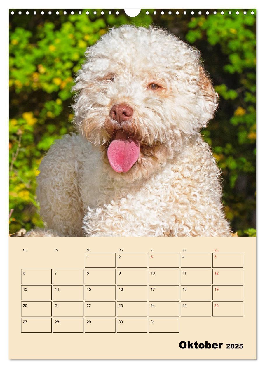 Bild: 9783435959013 | Jahresplaner Lagotto Romagnolo (Wandkalender 2025 DIN A3 hoch),...