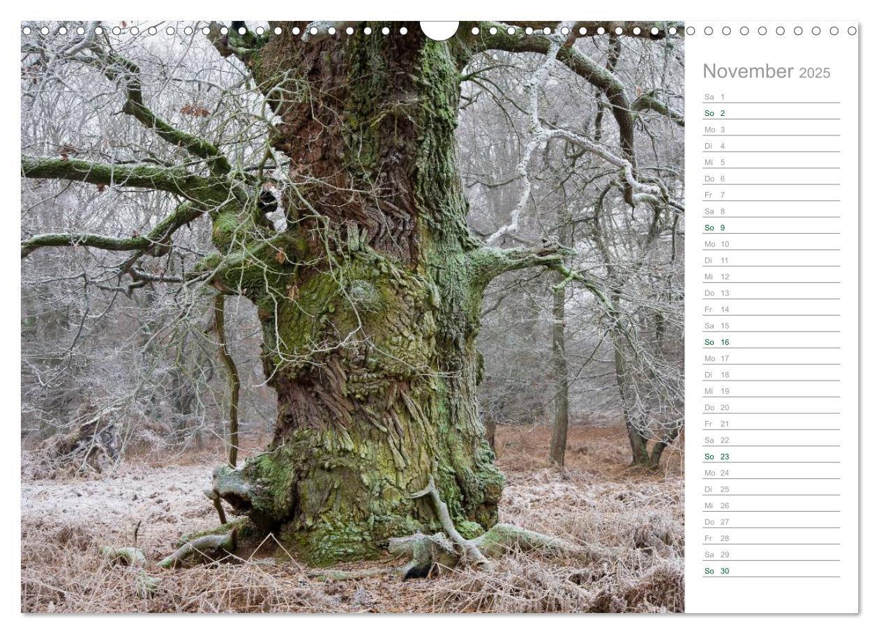 Bild: 9783435542369 | Im Deutschen Wald 2025 - ein Notizkalender (Wandkalender 2025 DIN...