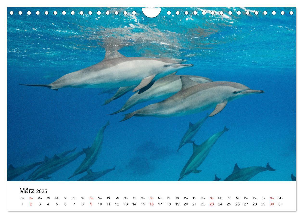 Bild: 9783435615681 | Highlights aus dem Meer - Tauchkalender (Wandkalender 2025 DIN A4...