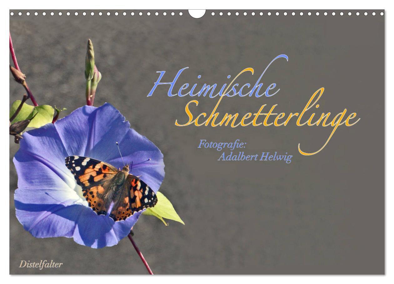 Cover: 9783435728855 | Heimische Schmetterlinge (Wandkalender 2025 DIN A3 quer), CALVENDO...