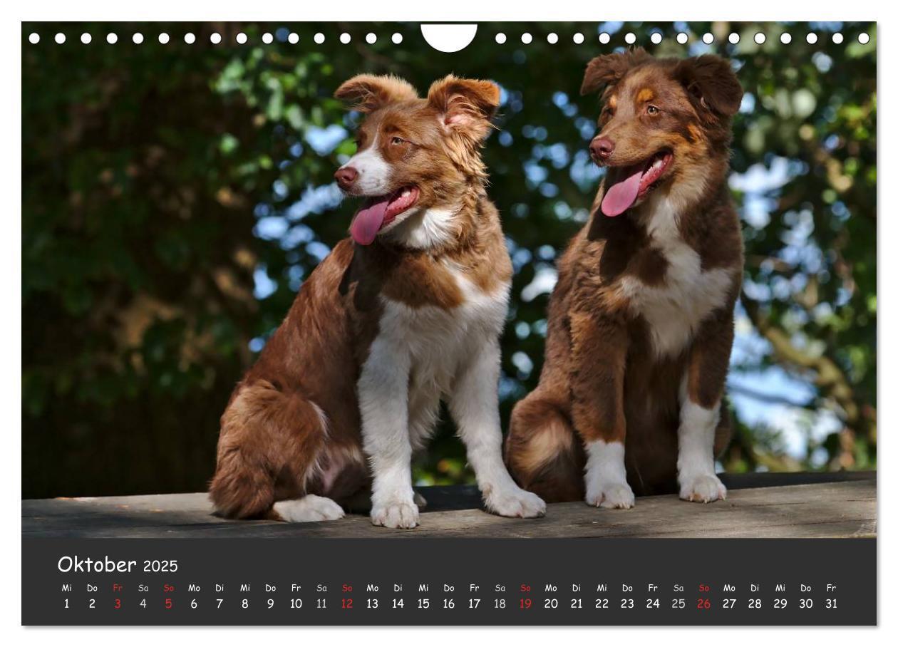 Bild: 9783435582686 | Australian Shepherd - Augenblicke (Wandkalender 2025 DIN A4 quer),...