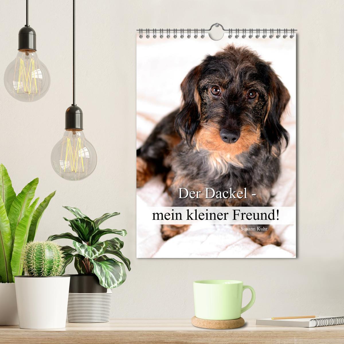 Bild: 9783457014554 | Der Dackel - mein kleiner Freund (Wandkalender 2025 DIN A4 hoch),...