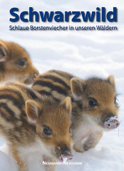 Cover: 9783788814083 | Schwarzwild | Schlaue Borstenviecher in unseren Wäldern | AG | Buch