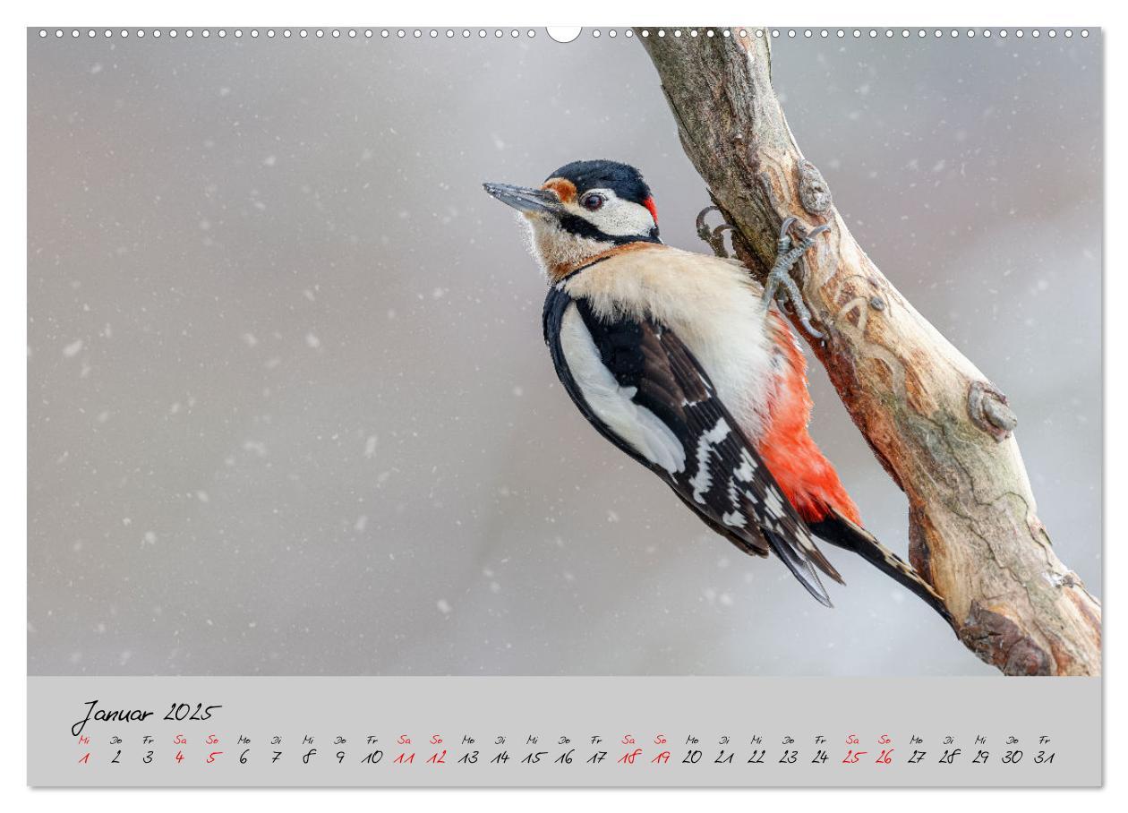 Bild: 9783435059508 | Bunte Vögel am Futterplatz (hochwertiger Premium Wandkalender 2025...