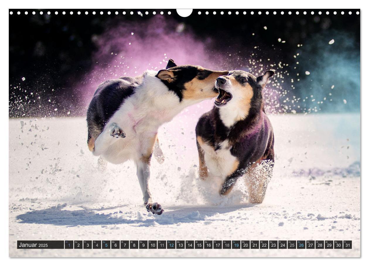 Bild: 9783435580859 | Smooth Collies (Wandkalender 2025 DIN A3 quer), CALVENDO...