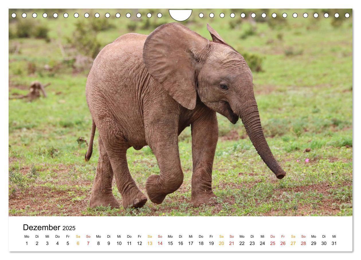 Bild: 9783435229093 | ADDO ELEPHANT NATIONAL PARK Elefanten Babies (Wandkalender 2025 DIN...