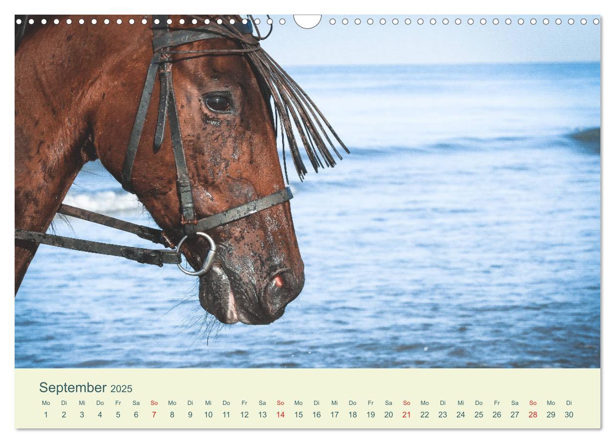 Bild: 9783435215614 | PFERDE &amp; MEER (Wandkalender 2025 DIN A3 quer), CALVENDO Monatskalender