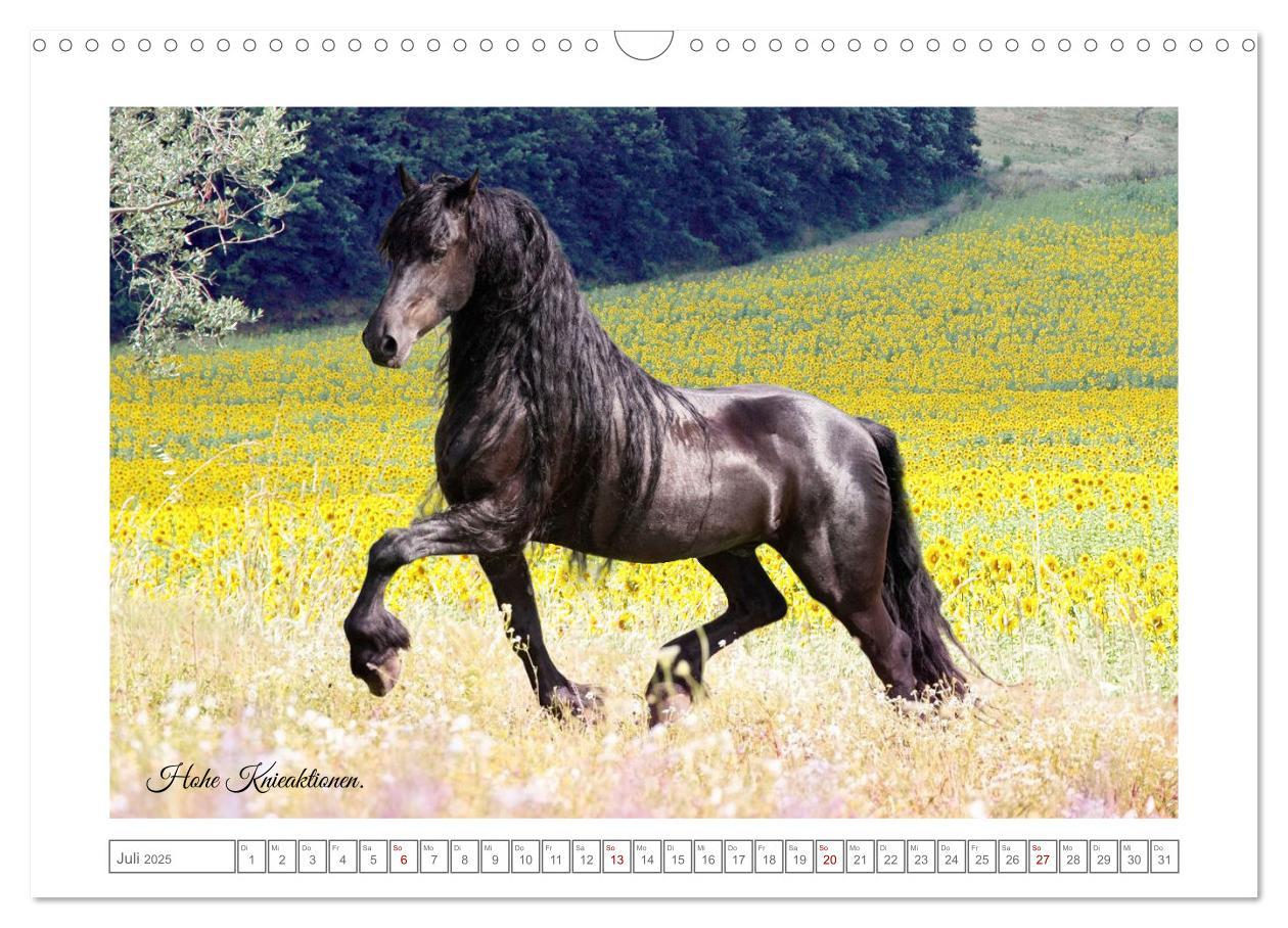 Bild: 9783383909085 | Friesen - elegant und kraftvoll (Wandkalender 2025 DIN A3 quer),...