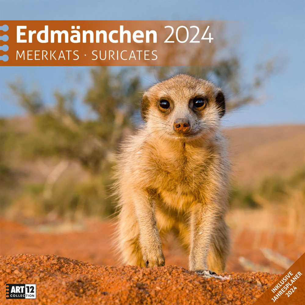 Cover: 9783838444321 | Erdmännchen Kalender 2024 - 30x30 | Ackermann Kunstverlag | Kalender