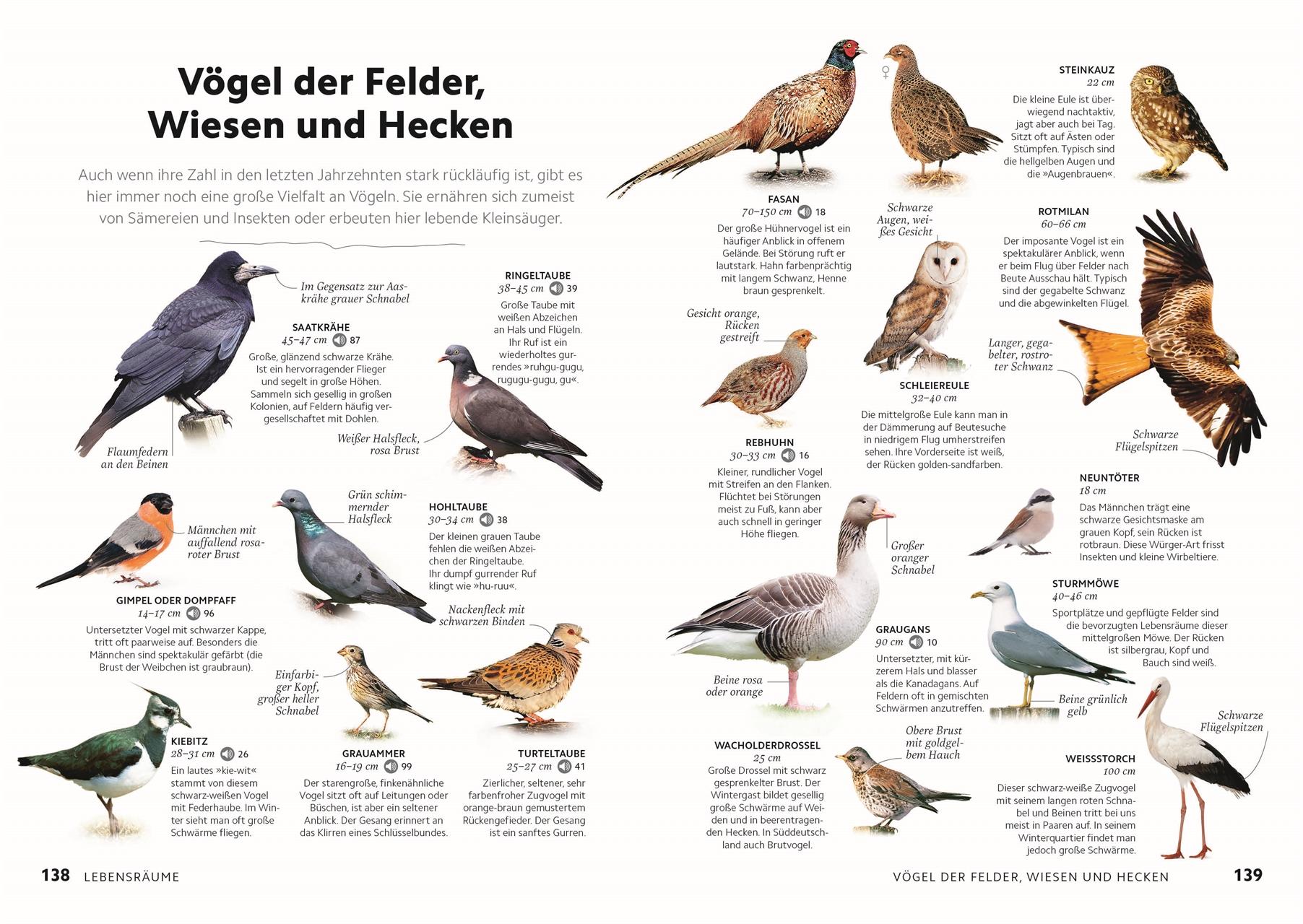 Bild: 9783831049943 | Vögel beobachten und ihre Lebensräume kennenlernen | Packham (u. a.)