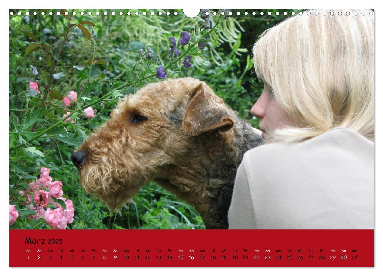 Bild: 9783435665488 | Airedale Terrier (Wandkalender 2025 DIN A3 quer), CALVENDO...