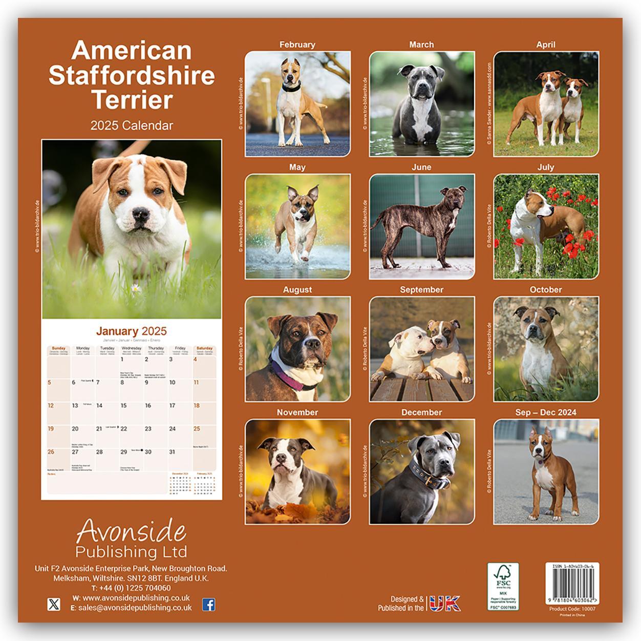 Rückseite: 9781804603062 | American Staffordshire Terrier 2025 - 16-Monatskalender | Publishing