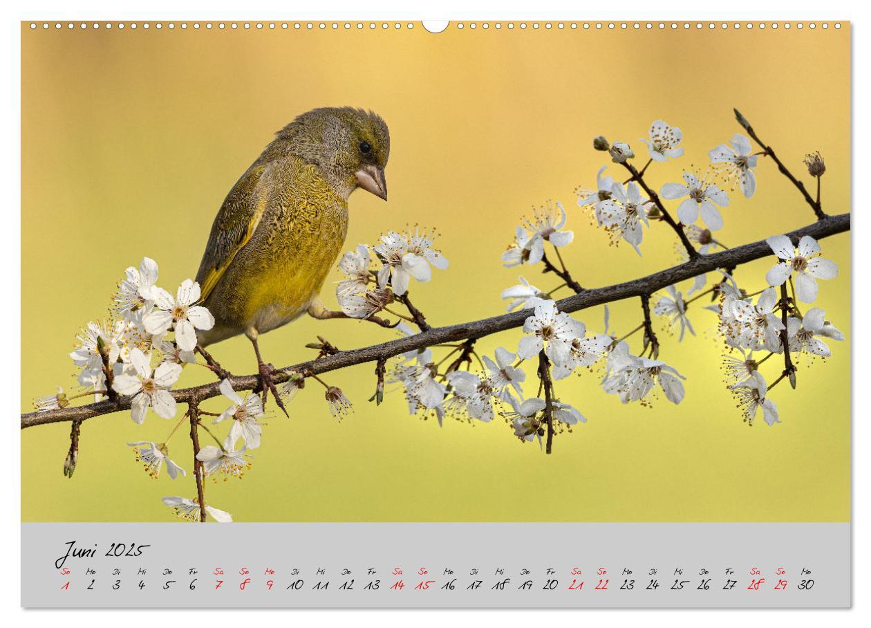 Bild: 9783435065479 | Bunte Vögel am Futterplatz (Wandkalender 2025 DIN A2 quer),...