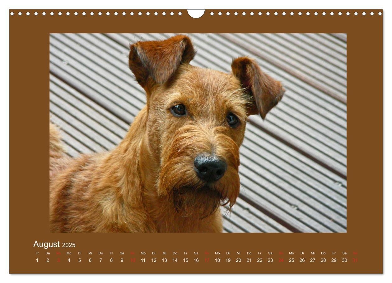 Bild: 9783435286614 | Kelly, der Irish Terrier - innen und außen aus Gold (Wandkalender...