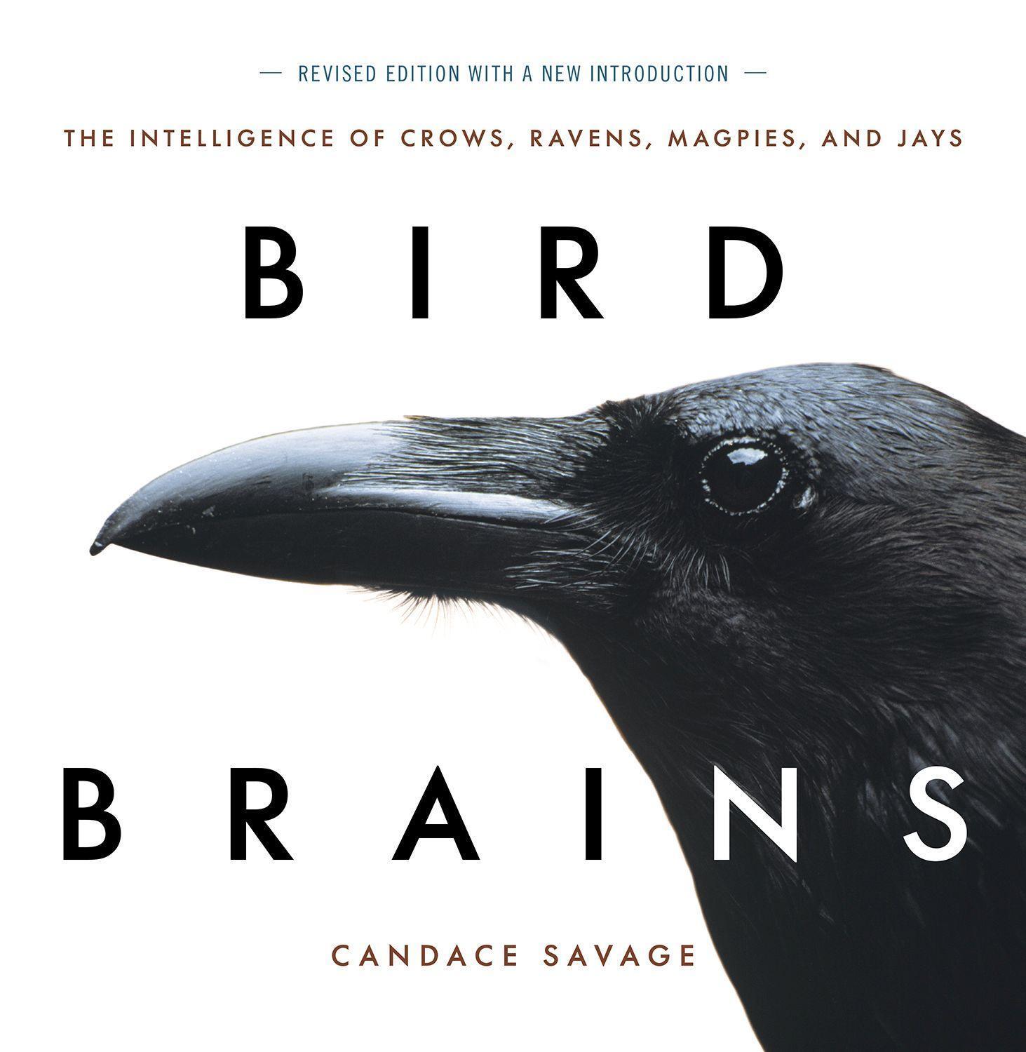 Cover: 9781771644259 | Bird Brains | The Intelligence of Crows, Ravens, Magpies, and Jays
