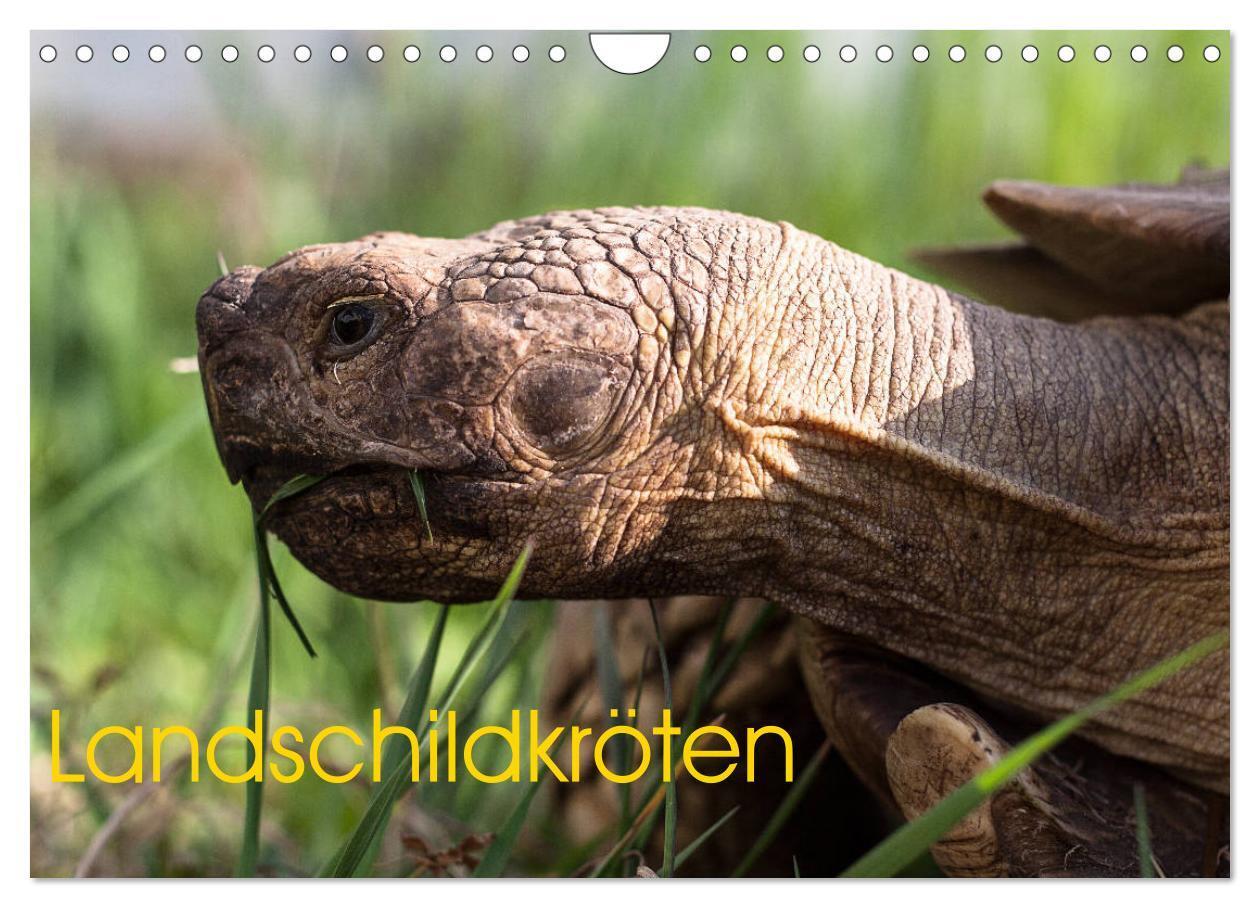 Cover: 9783435382927 | Landschildkröten (Wandkalender 2025 DIN A4 quer), CALVENDO...