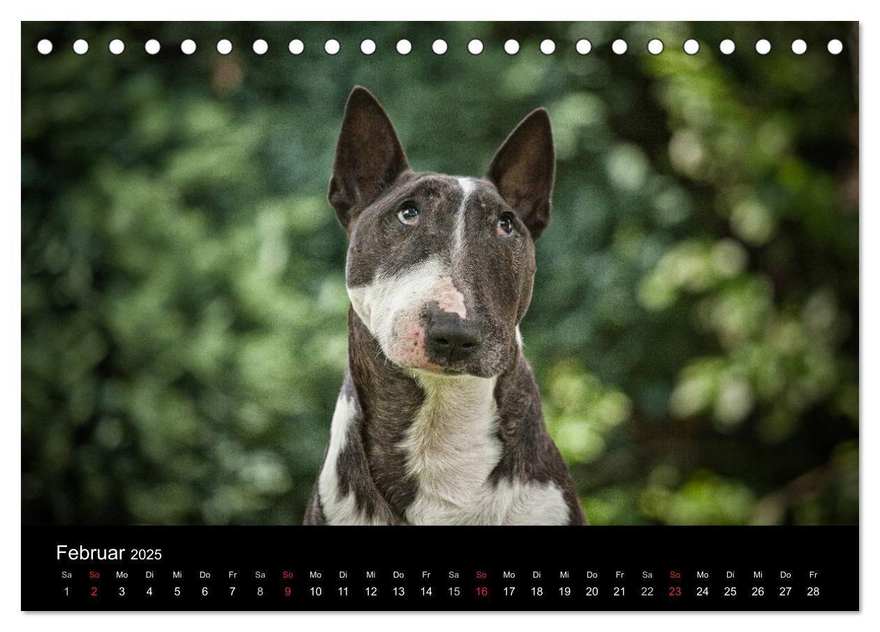 Bild: 9783435557431 | Bullterrier (Tischkalender 2025 DIN A5 quer), CALVENDO Monatskalender