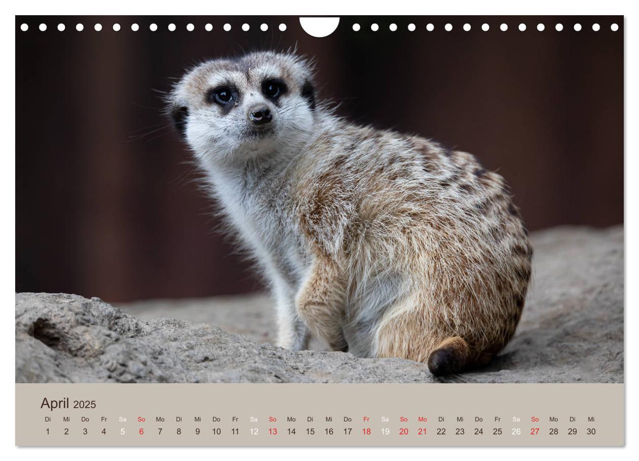 Bild: 9783435211548 | Quirlige Erdmännchen (Wandkalender 2025 DIN A4 quer), CALVENDO...