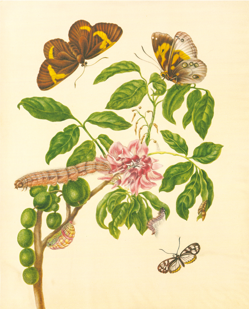 Bild: 9783968490151 | Maria Sibylla Merian - St. Petersburger Aquarelle | Merian | Buch