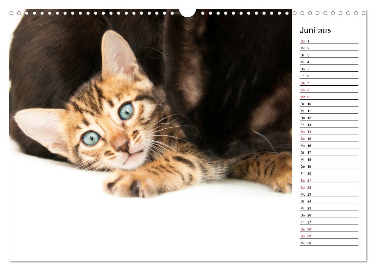 Bild: 9783435399772 | Bengal Kätzchen - Der Geburtstagskalender (Wandkalender 2025 DIN A3...