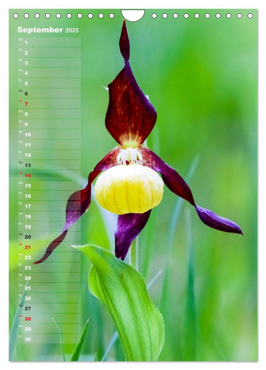 Bild: 9783435942473 | Auf der Suche nach Orchideen in Deutschland (Wandkalender 2025 DIN...