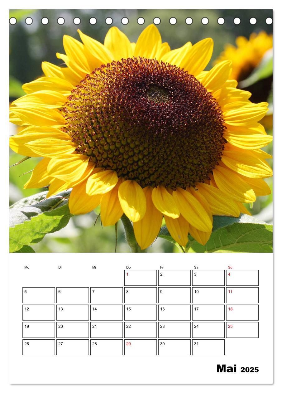 Bild: 9783435969807 | Leuchtende Sonnenblumen (Tischkalender 2025 DIN A5 hoch), CALVENDO...