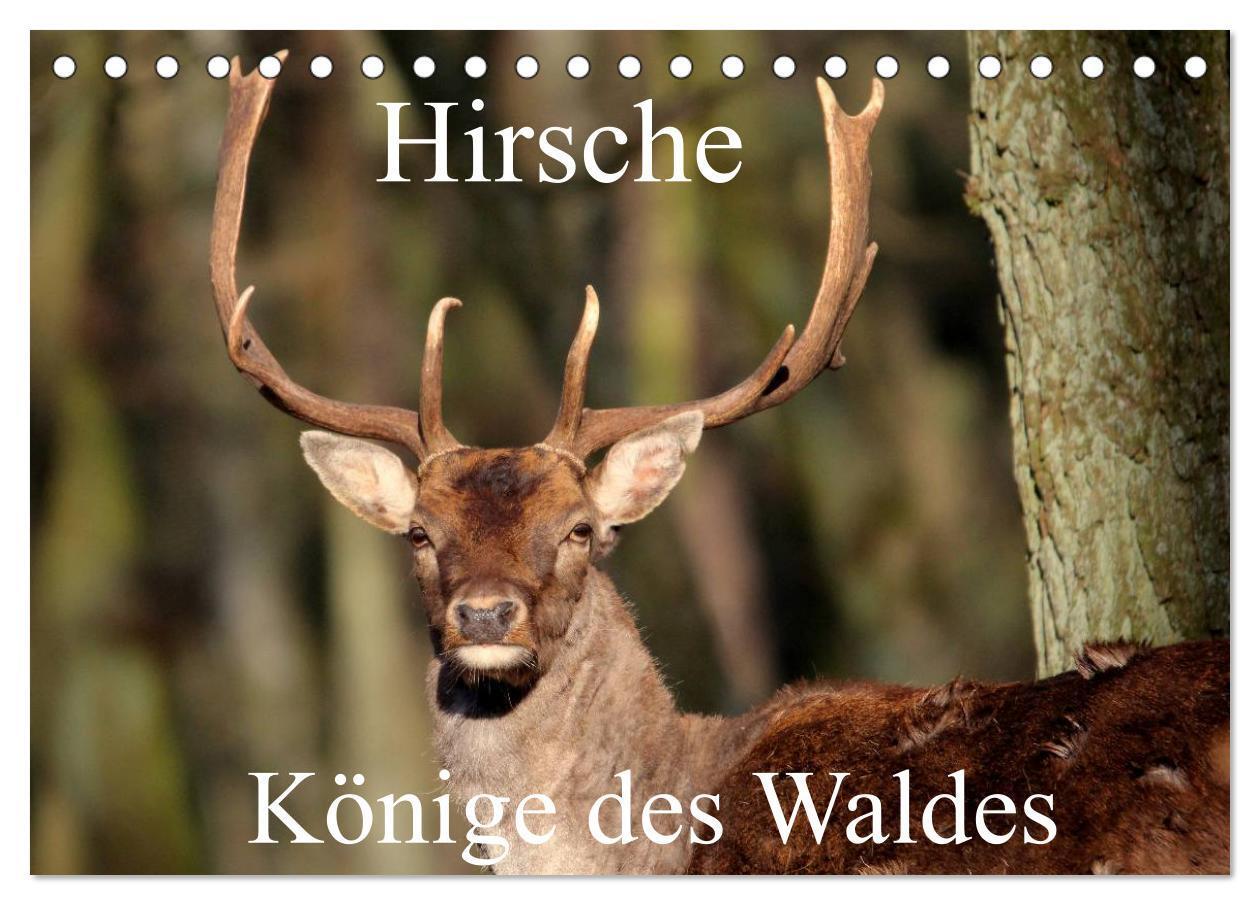 Cover: 9783383505577 | Hirsche - Könige des Waldes/Geburtstagskalender (Tischkalender 2024...