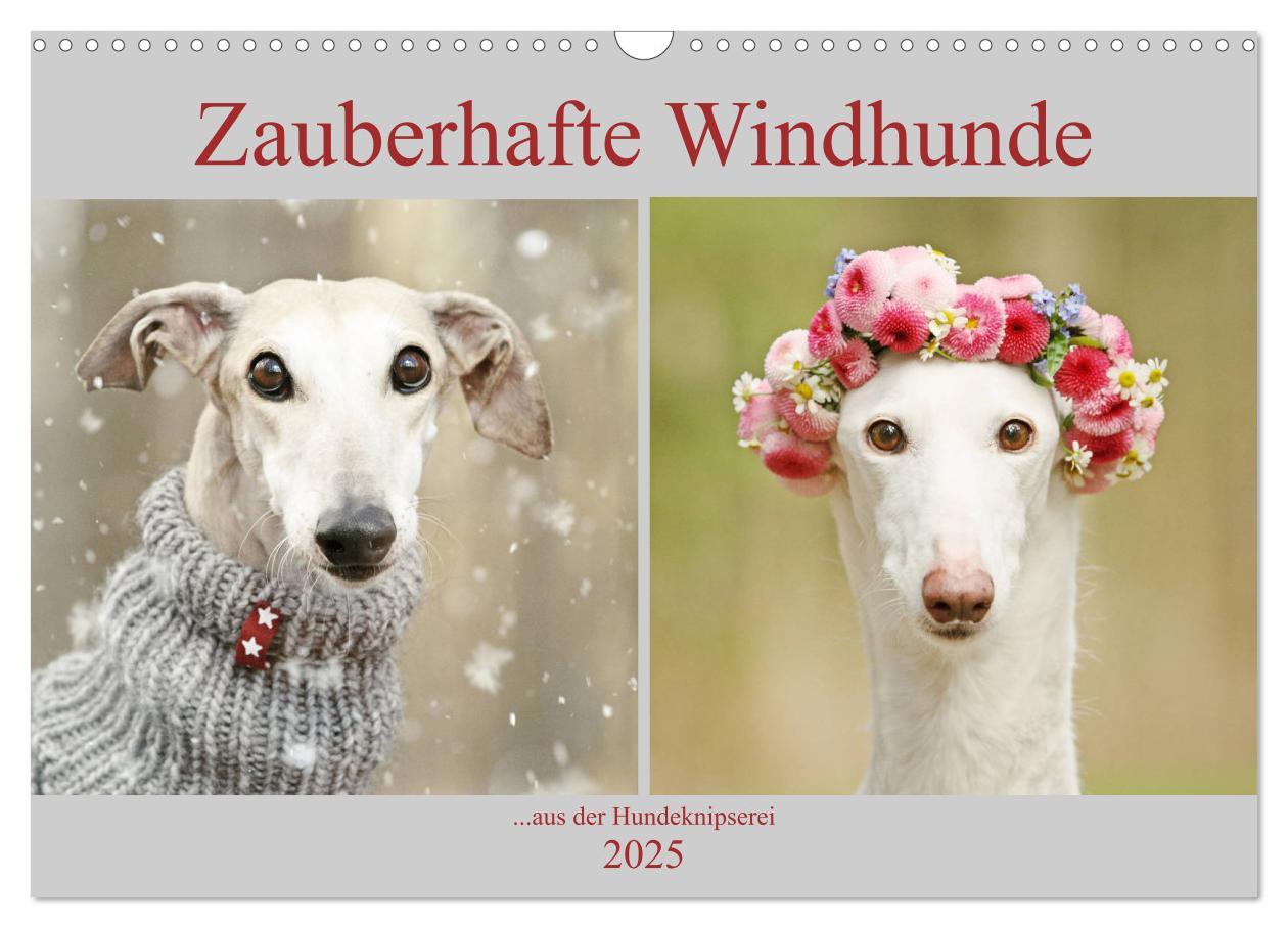 Cover: 9783435440689 | Zauberhafte Windhunde (Wandkalender 2025 DIN A3 quer), CALVENDO...