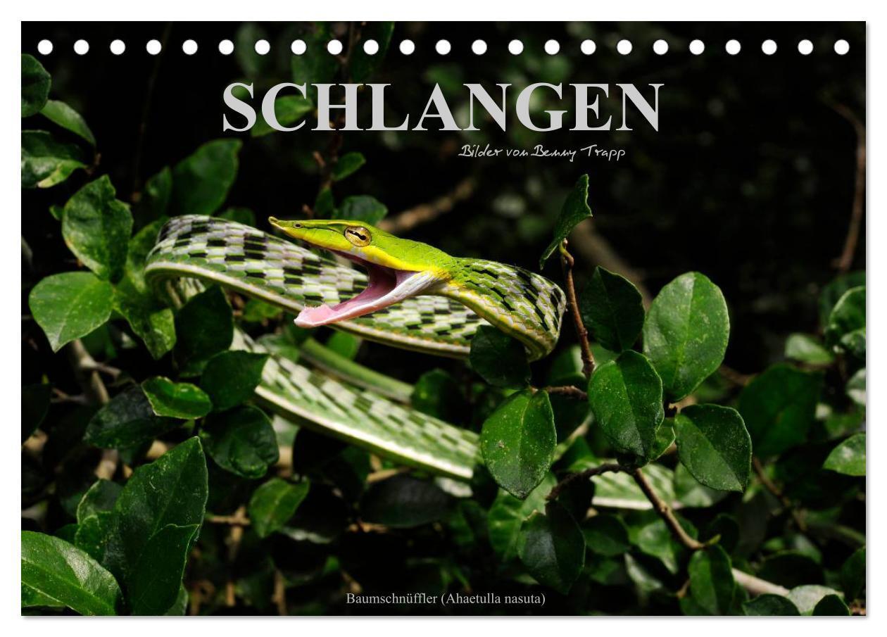 Cover: 9783675964129 | Schlangen (Tischkalender 2024 DIN A5 quer), CALVENDO Monatskalender