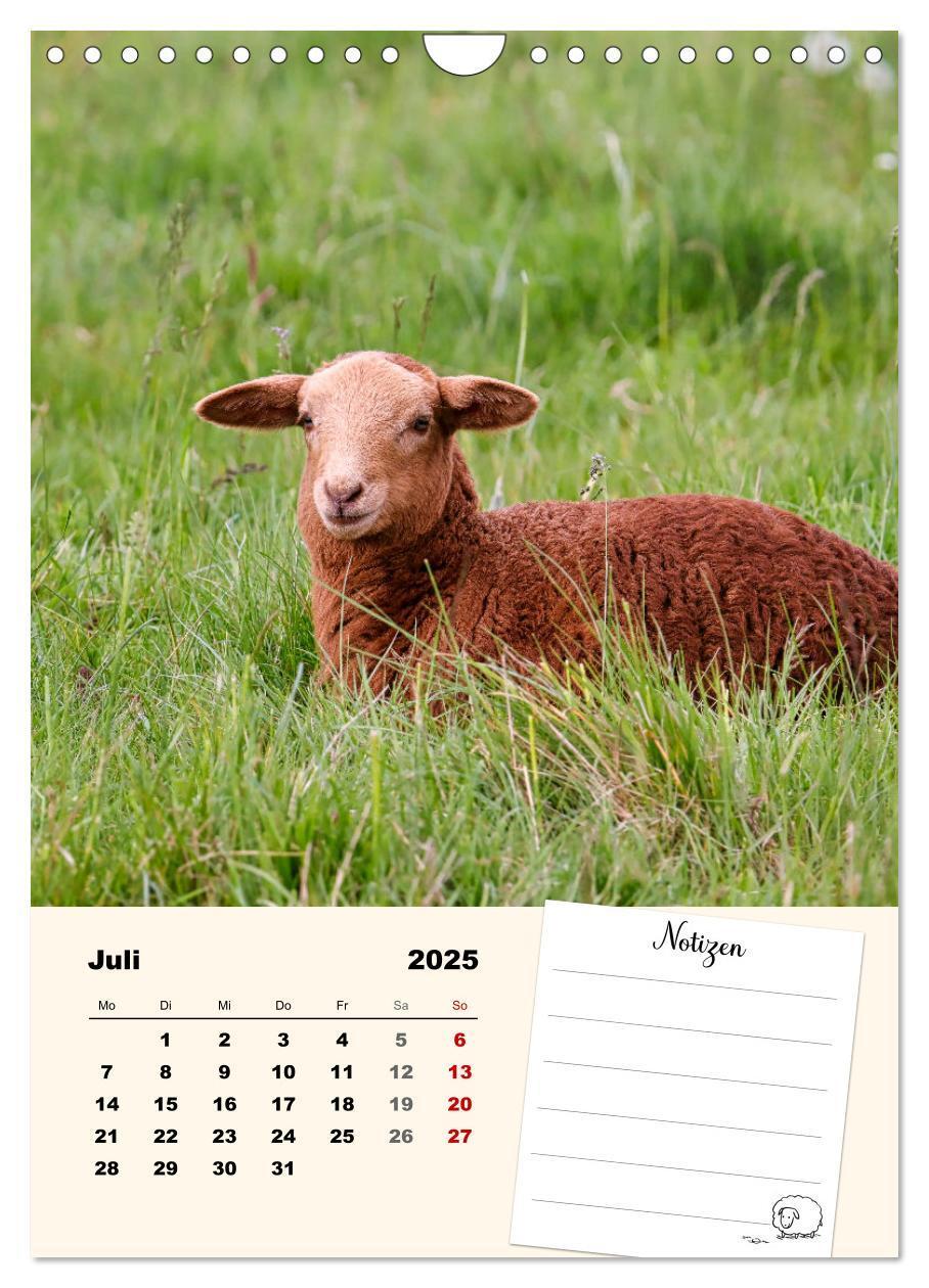 Bild: 9783435844517 | Lämmerglück (Wandkalender 2025 DIN A4 hoch), CALVENDO Monatskalender