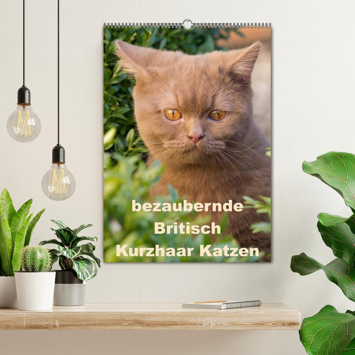 Bild: 9783457072998 | bezaubernde Britisch Kurzhaar Katzen (Wandkalender 2025 DIN A2...