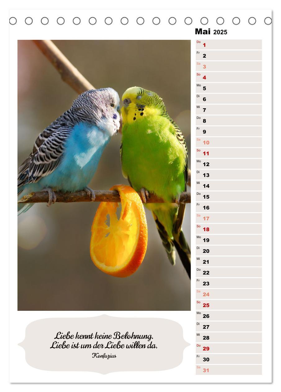 Bild: 9783435889655 | Niedliche Wellensittiche (Tischkalender 2025 DIN A5 hoch), CALVENDO...