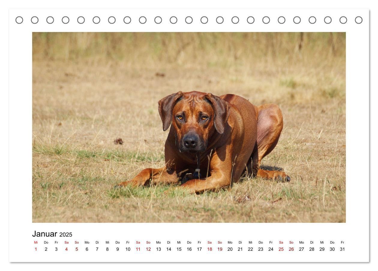 Bild: 9783383983535 | Rhodesian Ridgeback - Charmanter Dickkopf aus Afrika (Tischkalender...