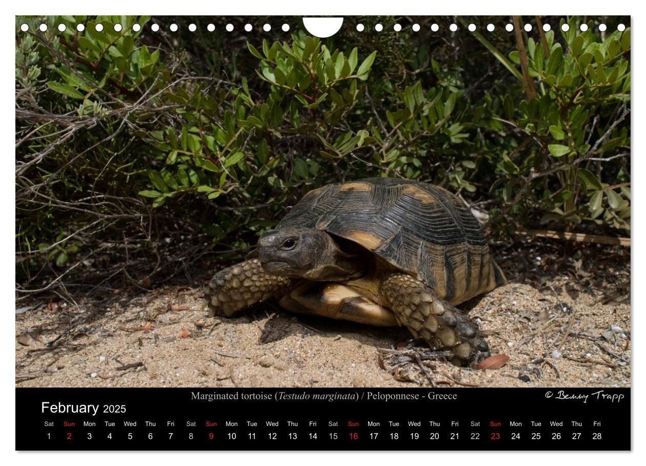 Bild: 9781325996001 | European Tortoises / UK-Version (Wall Calendar 2025 DIN A4...