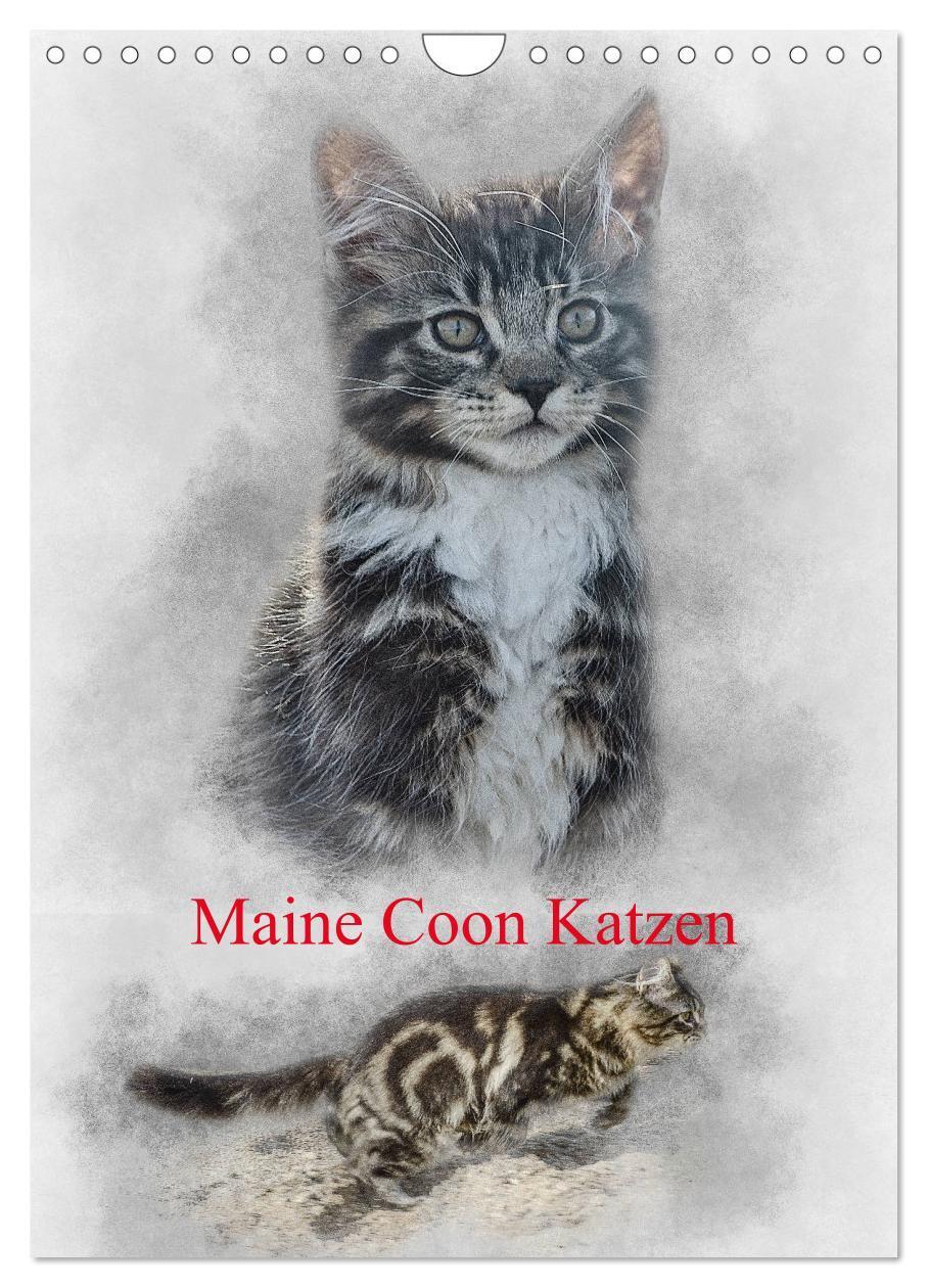 Cover: 9783675750920 | Maine Coon Katzen (Wandkalender 2024 DIN A4 hoch), CALVENDO...
