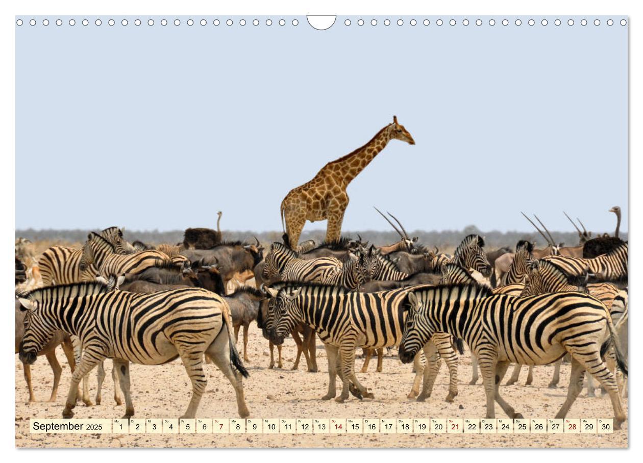 Bild: 9783435419074 | Afrika. Botswanas wundervolle Tierwelt (Wandkalender 2025 DIN A3...