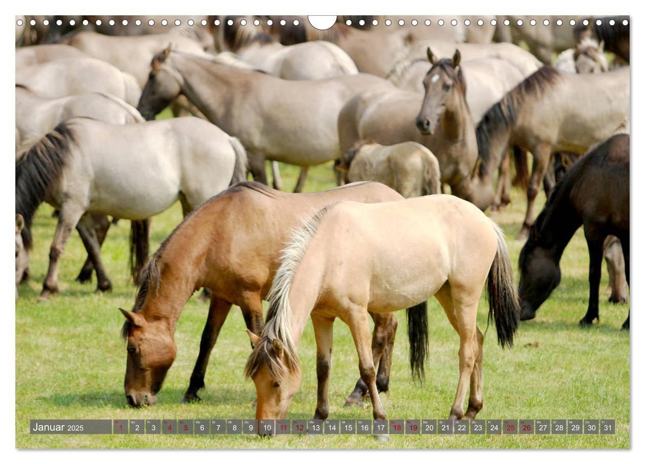 Bild: 9783435411573 | Dülmener Wildpferde - Wildpferde im Meerfelder Bruch (Wandkalender...