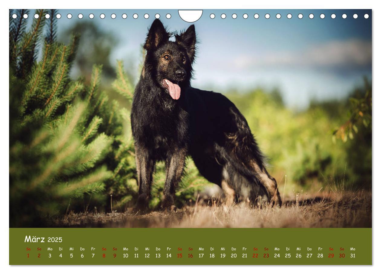 Bild: 9783435351459 | Schäferhunde und Ihre Vielfalt (Wandkalender 2025 DIN A4 quer),...