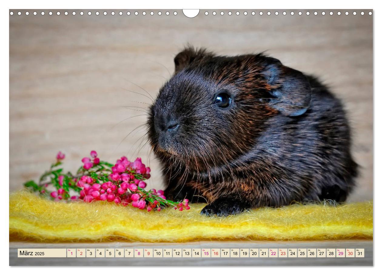 Bild: 9783435364930 | Meerschweinchen - so süß (Wandkalender 2025 DIN A3 quer), CALVENDO...