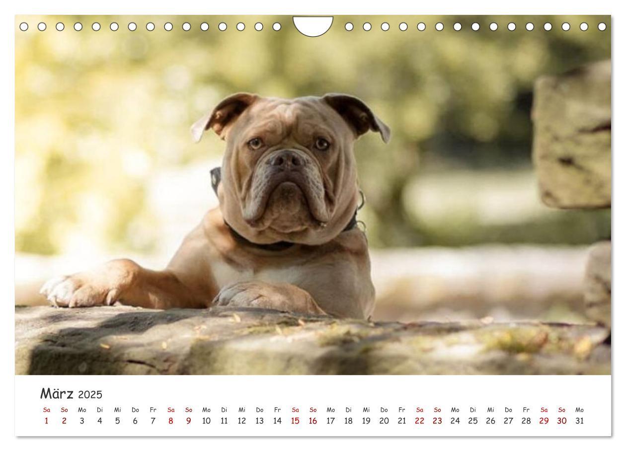 Bild: 9783435105328 | Wunderschöne Bulldoggen (Wandkalender 2025 DIN A4 quer), CALVENDO...