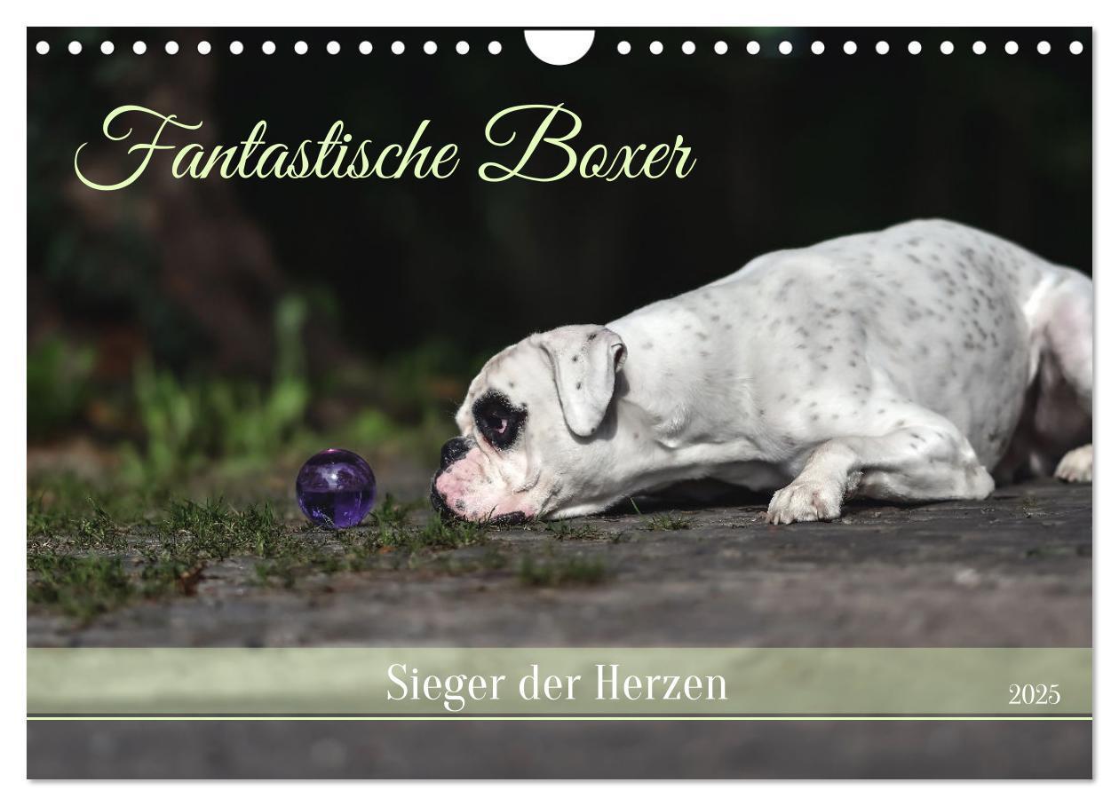 Cover: 9783383843303 | Fantastische Boxer - Sieger der Herzen (Wandkalender 2025 DIN A4...