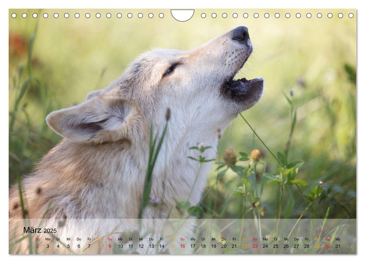 Bild: 9783435422081 | Wolfshunde 2025 (Wandkalender 2025 DIN A4 quer), CALVENDO...