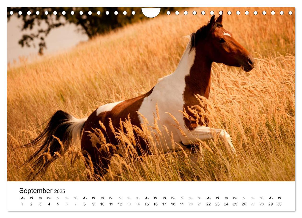 Bild: 9783435582815 | Pferde - Magdalena Strakova (Wandkalender 2025 DIN A4 quer),...