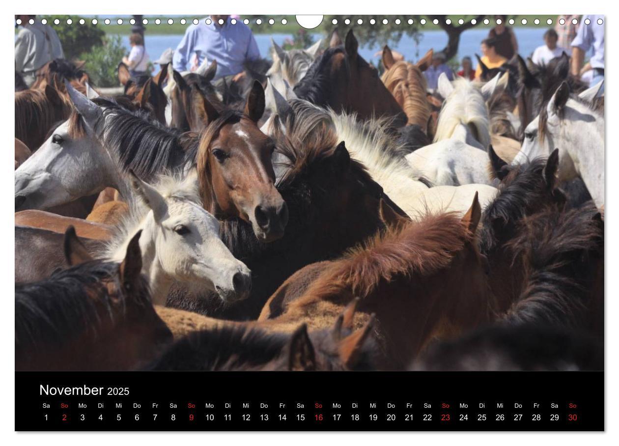 Bild: 9783435566822 | Caballos Spanische Pferde 2025 (Wandkalender 2025 DIN A3 quer),...